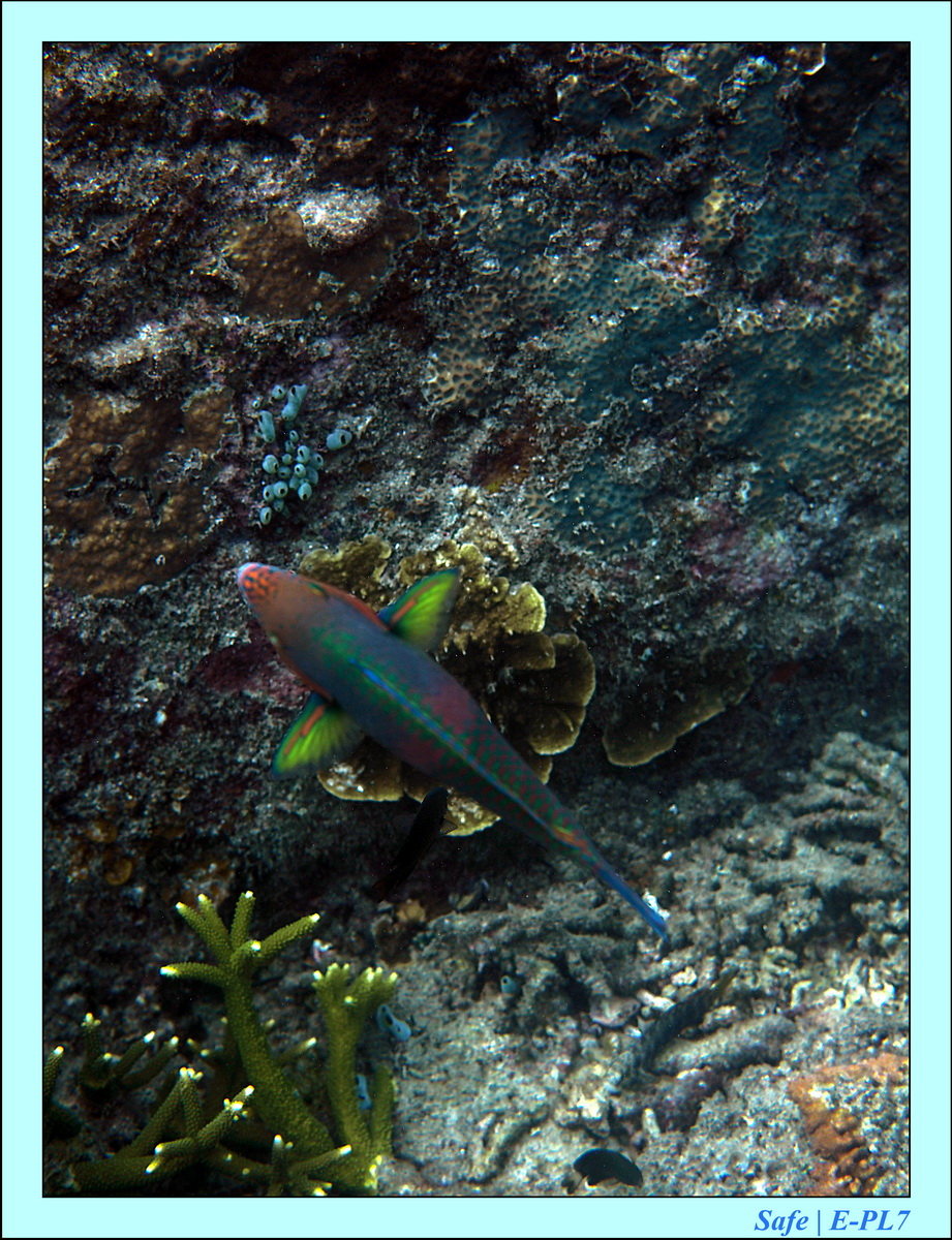 2016 - 07 - Leng Tengah - 037